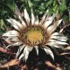 579800-carlina-acaulis-simplex