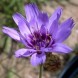 579900-catananche-caerulea-blue