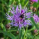 580170-centaurea-jacea