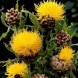 580200-centaurea-macrocephala