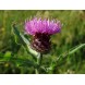 580310-centaurea-nigra