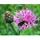580340-centaurea-scabiosa