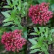 580400-centranthus-ruber-red
