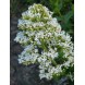 580440-centranthus-ruber-snowcloud
