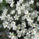 580600-cerastium-tomentosum-biebersteinii