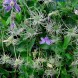 581950-clematis-integrifolia