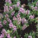 605000-thymus-serpyllum