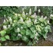 605020-tiarella-wherryi-sugar-scoop