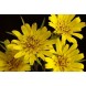 605050-tragopogon-pratensis