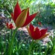 605255-tulipa-sprengeri