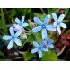 605300-tweedia-caerulea