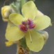 605740-verbascum-nigrum