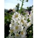 605795-verbascum-phoeniceum-flush-white