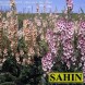 605800-verbascum-phoeniceum-mixed