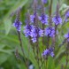 605900-verbena-hastata-blue