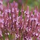 605910-verbena-hastata-rosea
