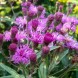 605980-vernonia-faciculata