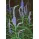 606080-veronica-longifolia-blue-shades