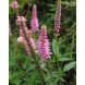 606100-veronica-longifolia-pink-shades