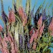 606300-veronica-spicata-sightseeing-mixed