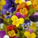 606661-viola-wittrockiana-hybriden-chicky-chicks