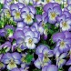 606664-viola-cornuta-coconut-swirl-twix-serie