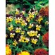 606680-viola-cornuta-helen-mount-johnny-jump-up