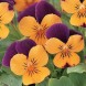 606715-viola-cornuta-orange-jump-up