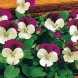 606735-viola-cornuta-white-jump-up-sorbet-xp-serie