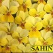 606761-viola-cornuta-sorbet-lemon-chiffon