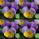 606780-viola-cornuta-sorbet-yellow-frost