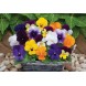 606795-viola-cornuta-sorbet-mixture-f1