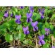 607000-viola-odorata-the-czar-queen-charlotte