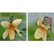 607010-viola-odorata-ssp-sulphurea