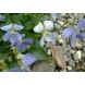 607200-viola-sororia-freckles