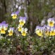 607300-viola-tricolor