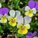 607305-viola-tricolor