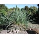 609300-yucca-glauca