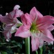 738500-hippeastrum-apple-blossom-cherry-blossom-rebecca