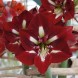 738510-hippeastrum-barbados