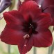 738516-hippeastrum-carmen-liberty-premiere