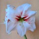 738524-hippeastrum-elsa