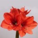 738529-hippeastrum-gold-medal-orange-souvereign-desire-naranja