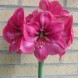 738530-hippeastrum-hercules-pink-surprise