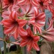 738620-hippeastrum-pyama-party