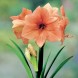 738661-hippeastrum-rilona