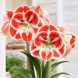 738670-hippeastrum-samba