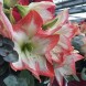 738680-hippeastrum-sofia
