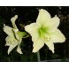 738730-hippeastrum-moonlight-luna