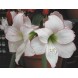 738750-hippeastrum-picotee